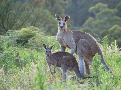26 OU Exploring Australia.d.jpg