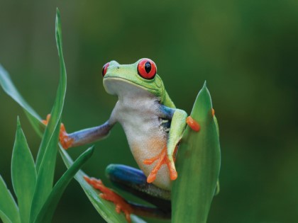 26 OU Costa Rica.d.jpg