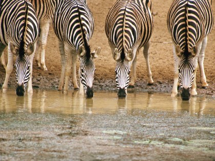 26 OU Classic Safari.d.jpg